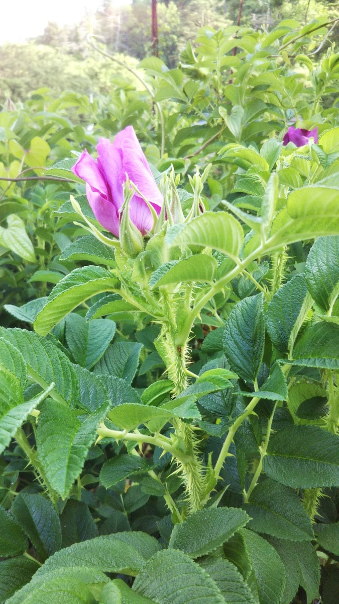 f:id:smile3garden:20200607195829j:plain f:id:smile3garden:20200607195829j:plain