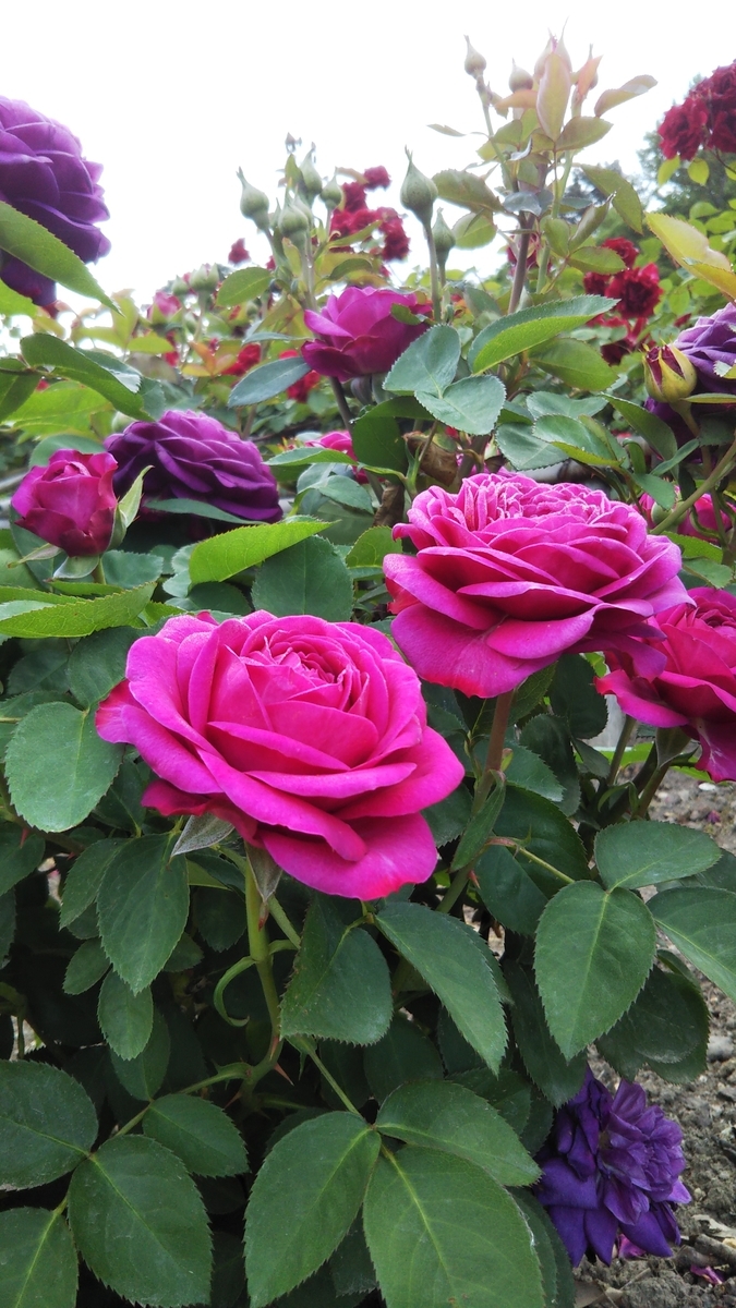 f:id:smile3garden:20200607200030j:plain f:id:smile3garden:20200607200030j:plain