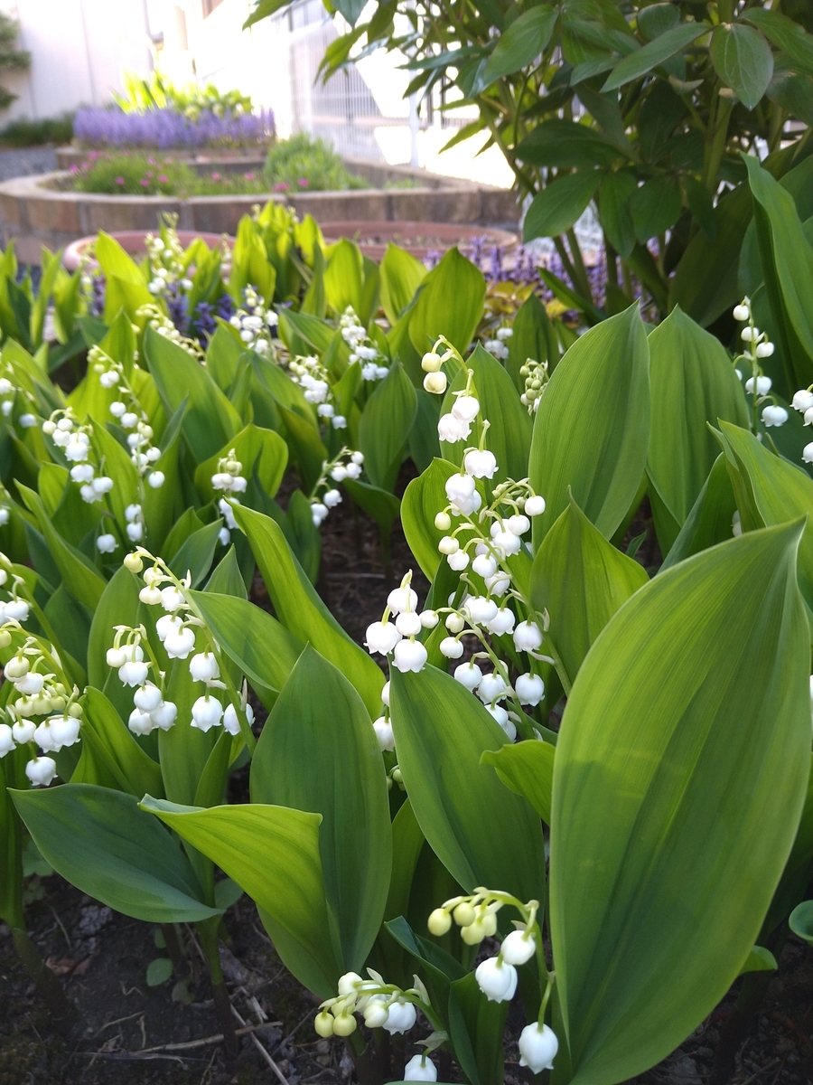 f:id:smile3garden:20210516123340j:plain