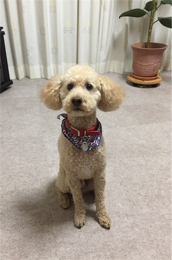 f:id:smile_always:20170506233023j:image