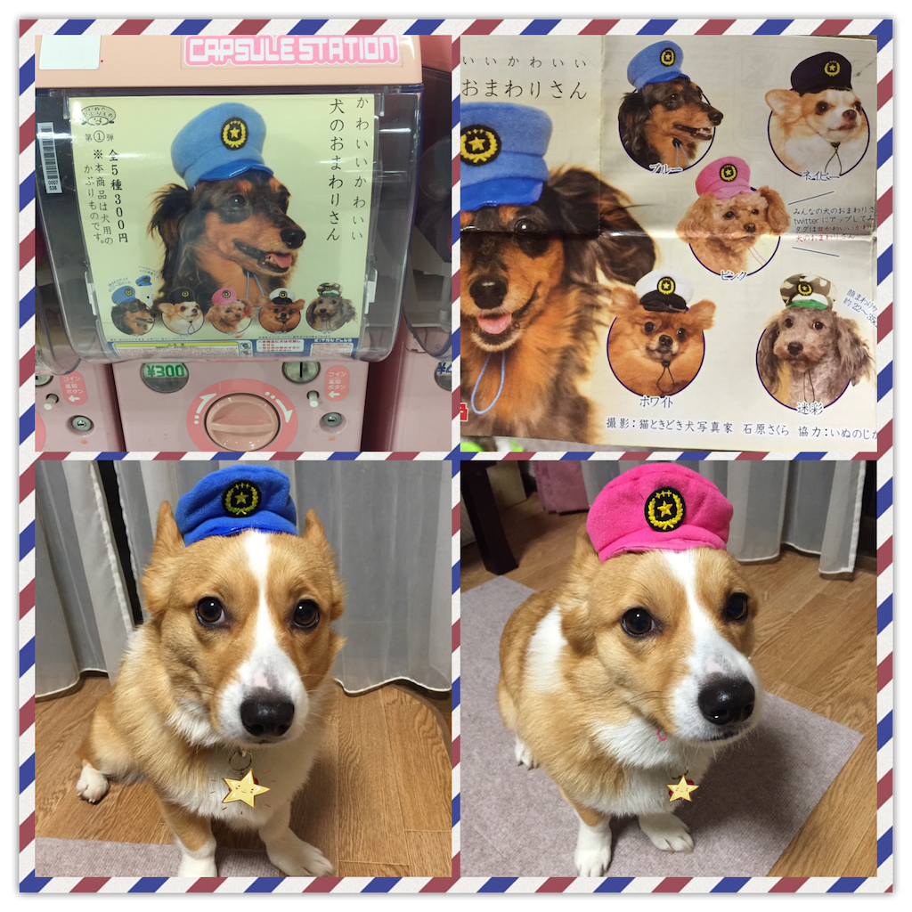 f:id:smilecorgi:20170206154754p:image f:id:smilecorgi:20170206154754p:image