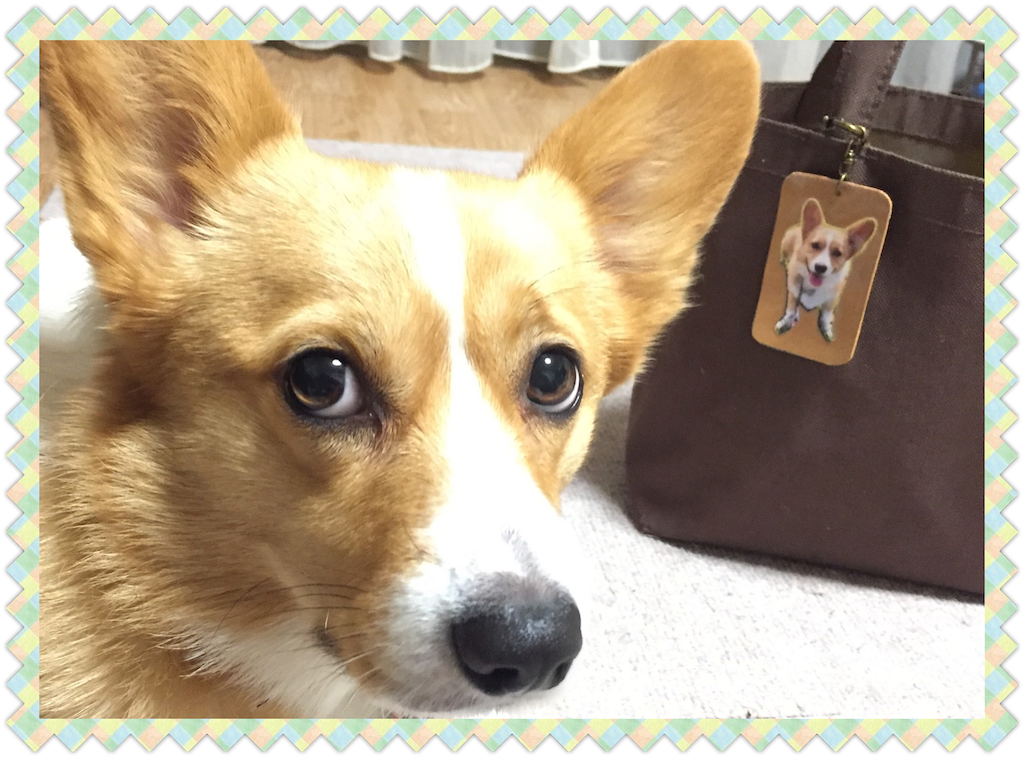 f:id:smilecorgi:20170222145716p:image f:id:smilecorgi:20170222145716p:image