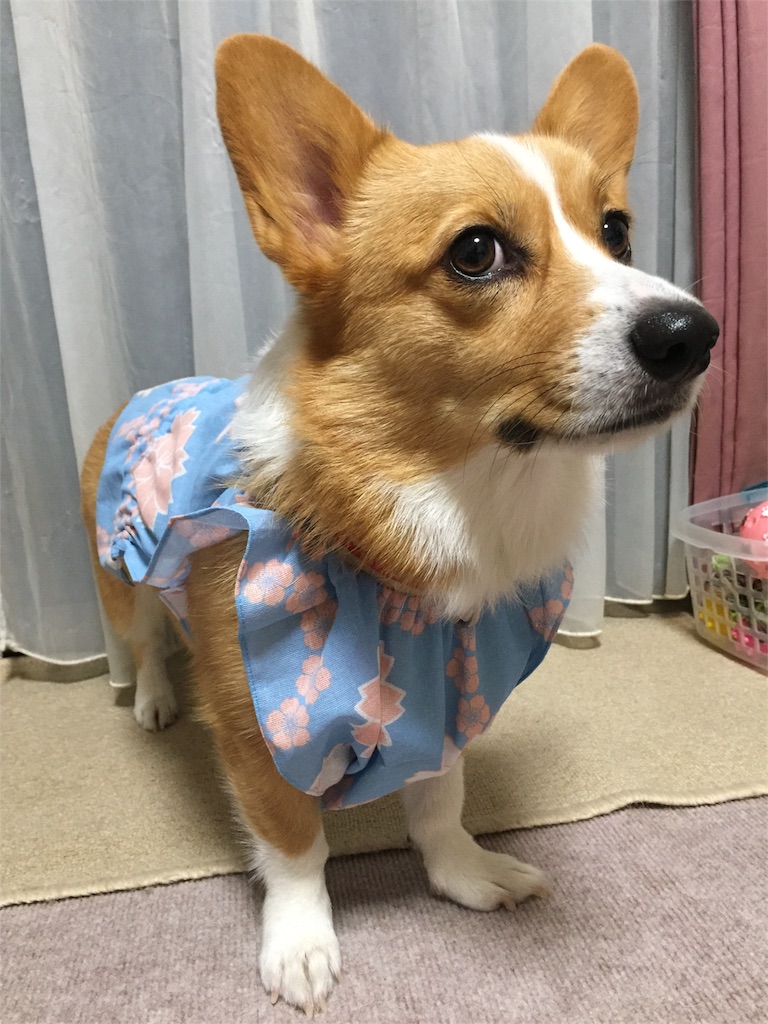 f:id:smilecorgi:20170901211610j:image f:id:smilecorgi:20170901211610j:image