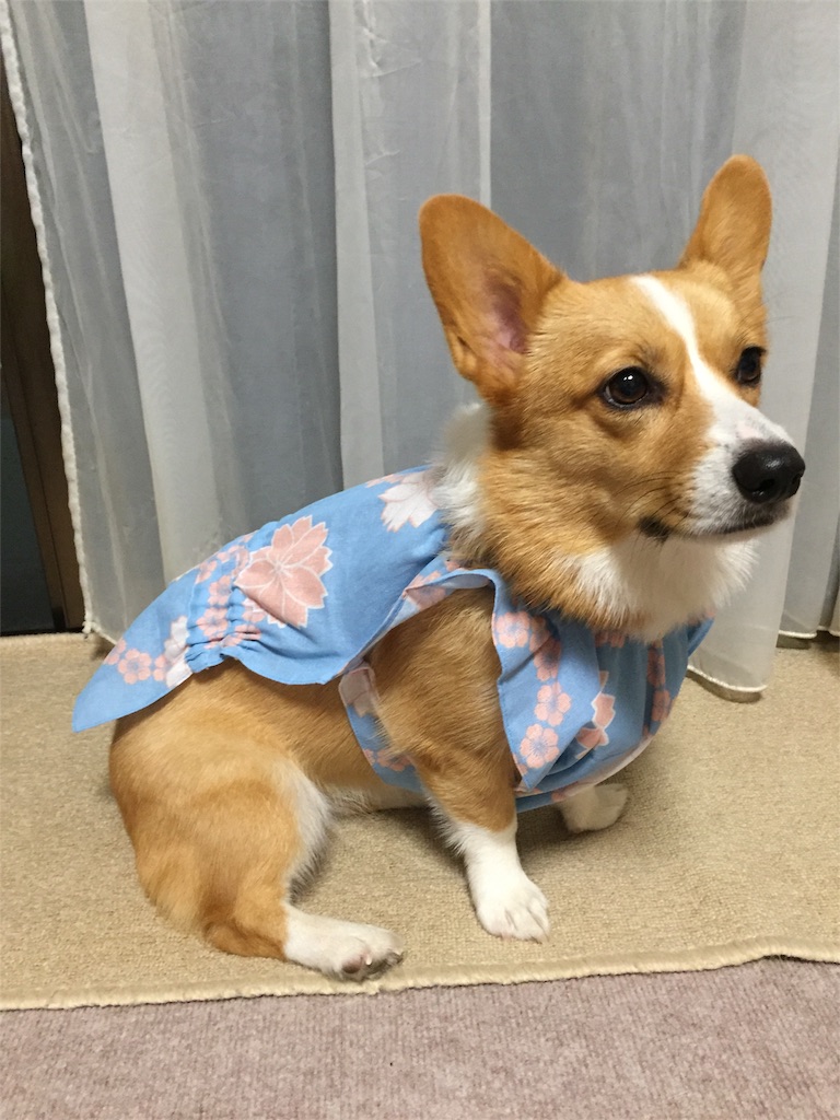 f:id:smilecorgi:20170901211628j:image f:id:smilecorgi:20170901211628j:image
