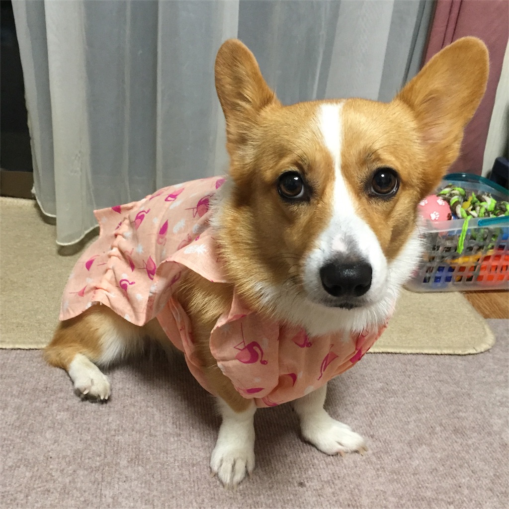 f:id:smilecorgi:20170901225235j:image f:id:smilecorgi:20170901225235j:image