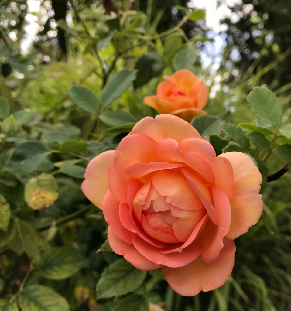 f:id:smileduck:20180711072959j:plain f:id:smileduck:20180711072959j:plain