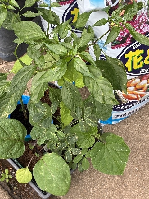野菜を植える - 婆ちゃんねる