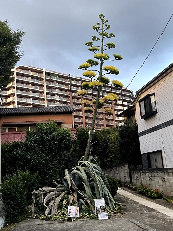 ｉ 我孫子 生涯一度だけ花を咲かせるアオノリュウゼツラン 我孫子市 ダメな自分に気づいたら ゆきのシンプルライフ