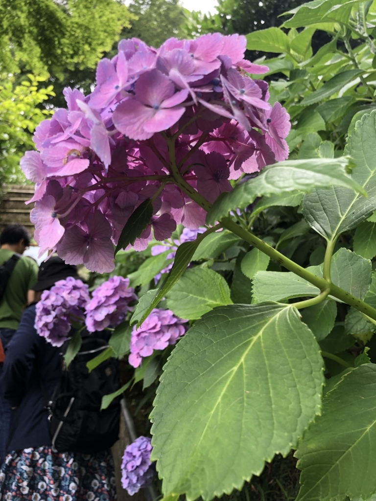 f:id:smileforall0:20180618213609j:plain f:id:smileforall0:20180618213609j:plain