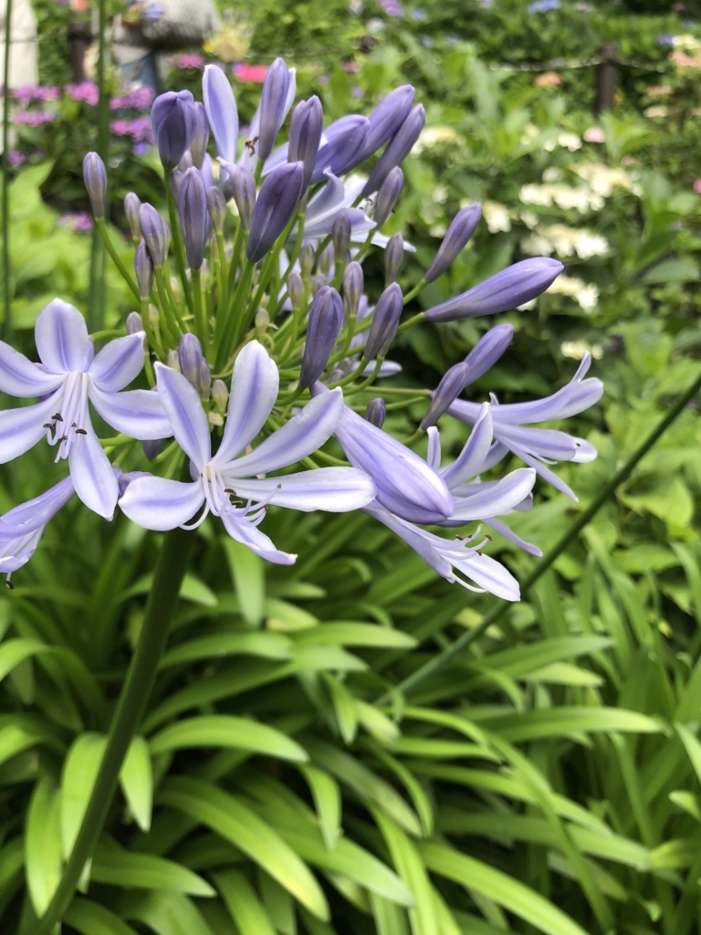 f:id:smileforall0:20180618222727j:plain f:id:smileforall0:20180618222727j:plain