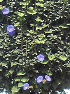 f:id:smilemoon:20131002123322j:image