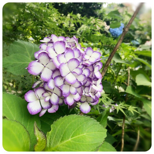f:id:smilenail:20190622200047j:plain f:id:smilenail:20190622200047j:plain