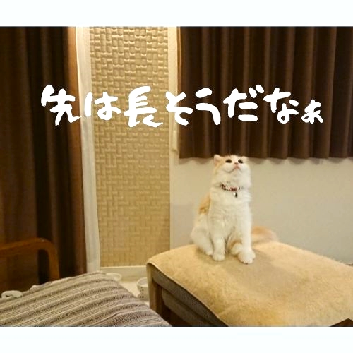 f:id:smilestart:20220123150703j:plain