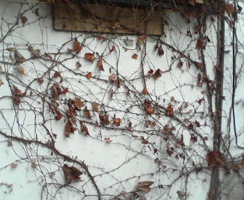 f:id:smirnoff_ice:20070104235123j:image