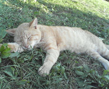 f:id:smirnoff_ice:20070110002240j:image