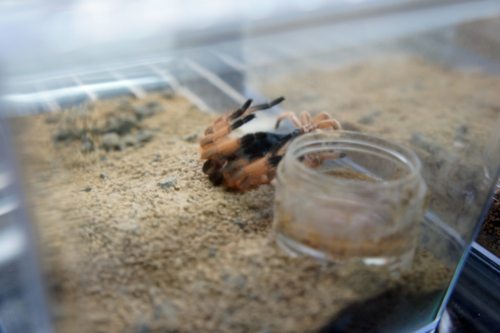 f:id:smithi:20110326181905j:image:w500