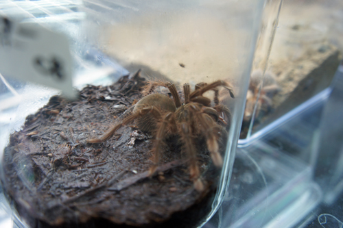 f:id:smithi:20110328165531j:image