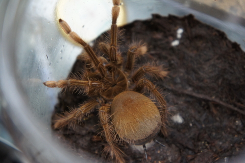 f:id:smithi:20110414010525j:image