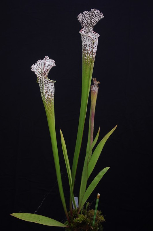 サラセニア レウコフィラ アルバ ベリーホワイトトップス 食虫植物 サラセニア レウコフィラ アルバ ベリーホワイトトップス 食虫