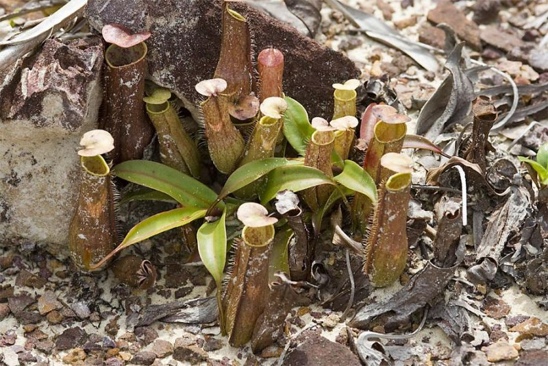 食中植物 ネペンテス グラキリス バラボロあんてな 食中植物 ネペンテス グラキリス バラボロあんてな