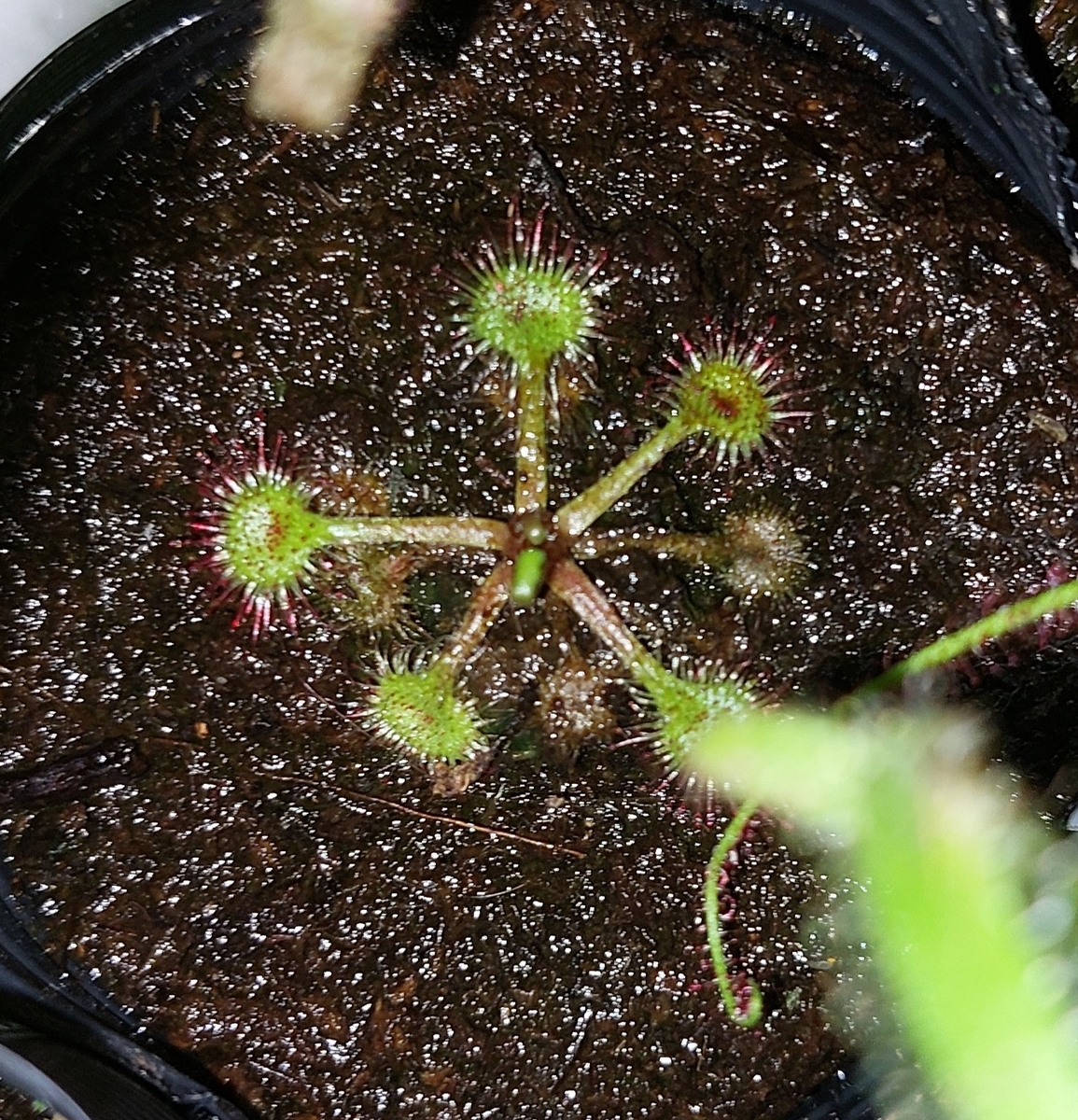 食虫植物 モウセンゴケ バラボロあんてな