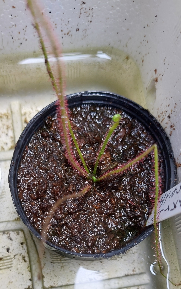 食虫植物 イトバモウセンゴケ バラボロあんてな 食虫植物 イトバモウセンゴケ バラボロあんてな