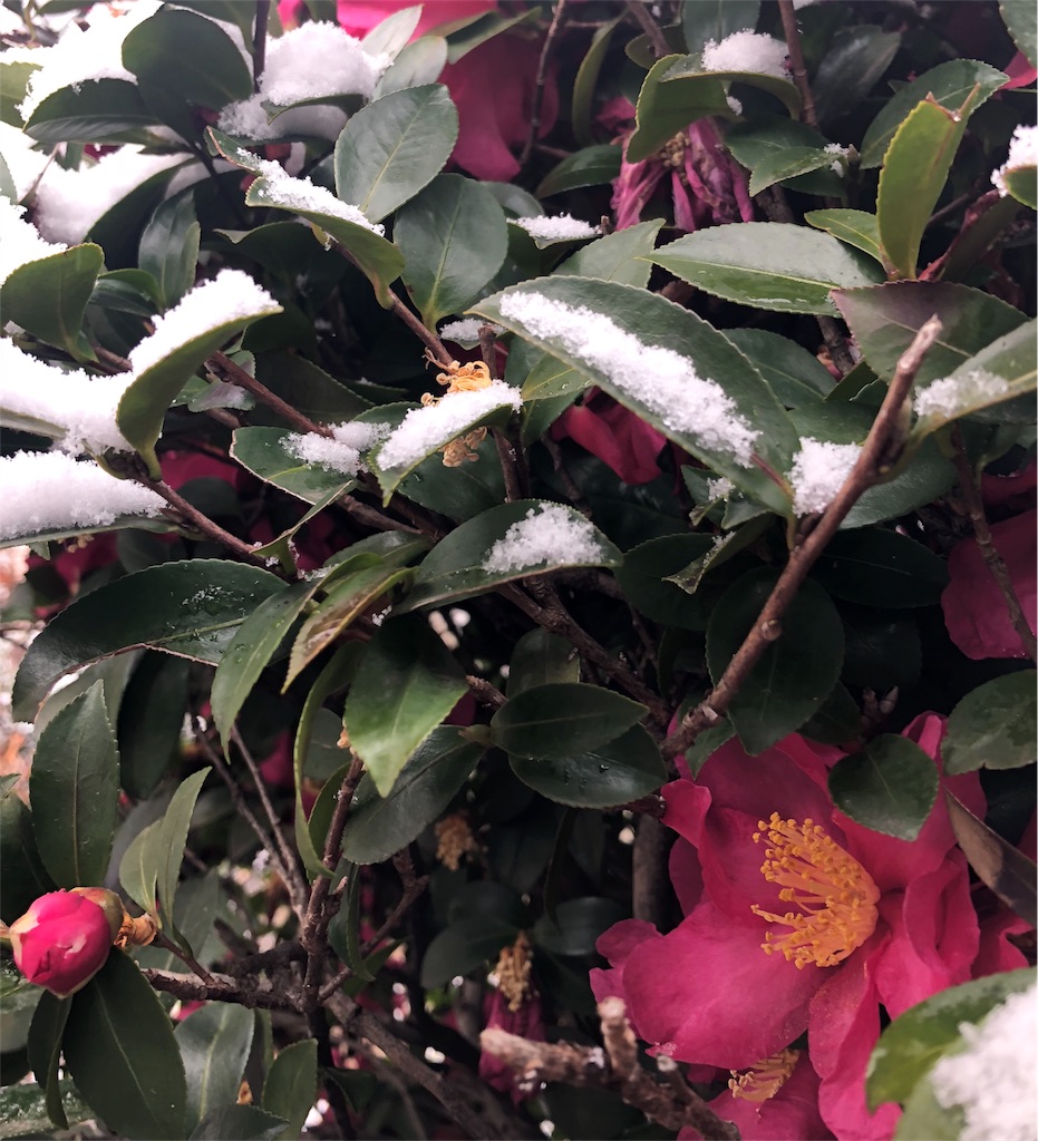 f:id:smlbeat:20190311212227j:image f:id:smlbeat:20190311212227j:image
