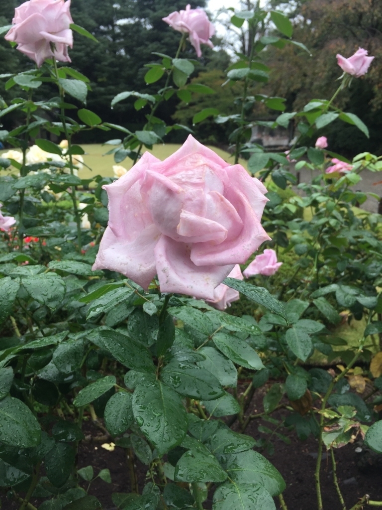 f:id:smoc:20171015190007j:plain f:id:smoc:20171015190007j:plain