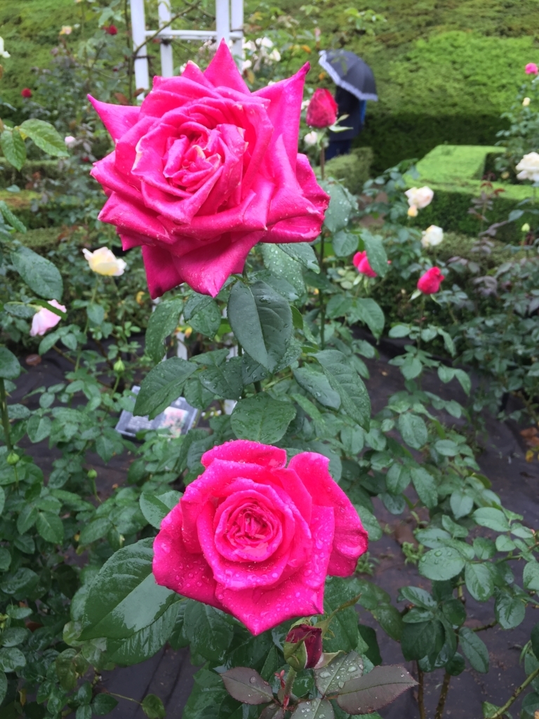f:id:smoc:20171015190550j:plain f:id:smoc:20171015190550j:plain
