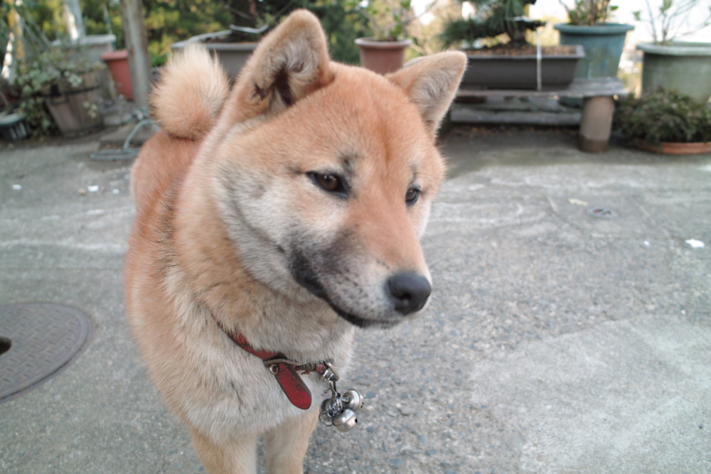 f:id:smoglog:20100502084308j:plain