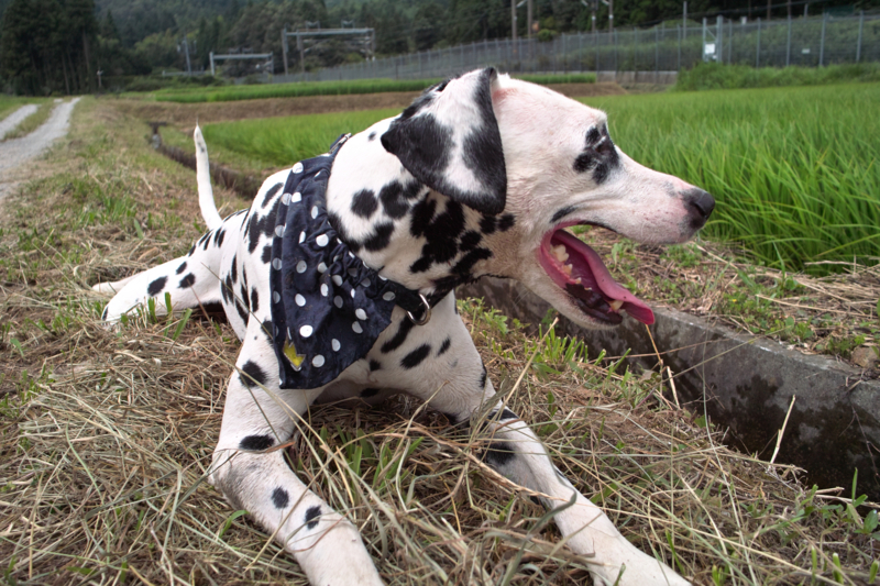 f:id:smoglog:20110707103056j:image