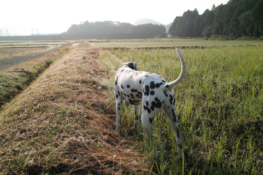 f:id:smoglog:20110902234741j:image