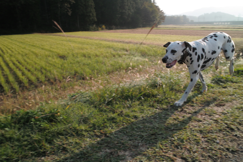 f:id:smoglog:20110902234951j:image