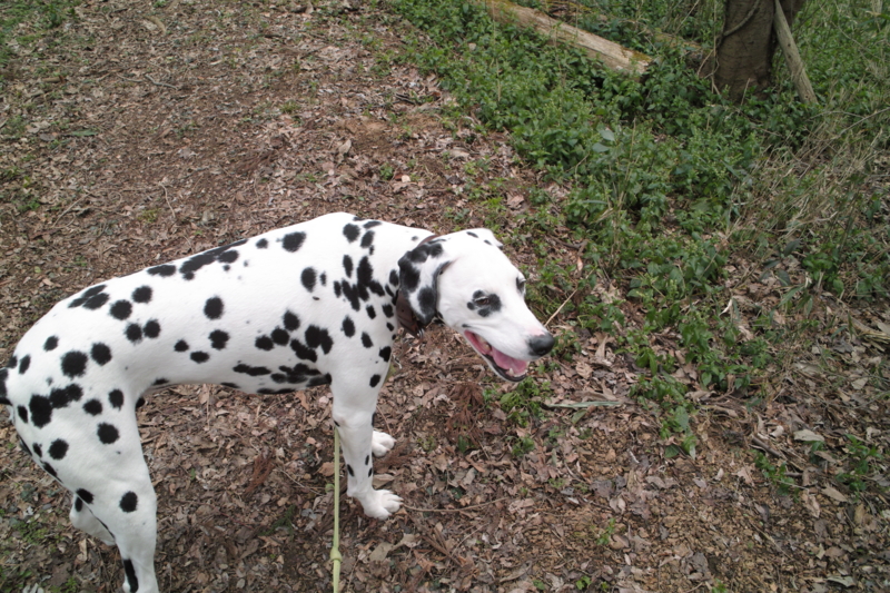 f:id:smoglog:20111213110008j:plain