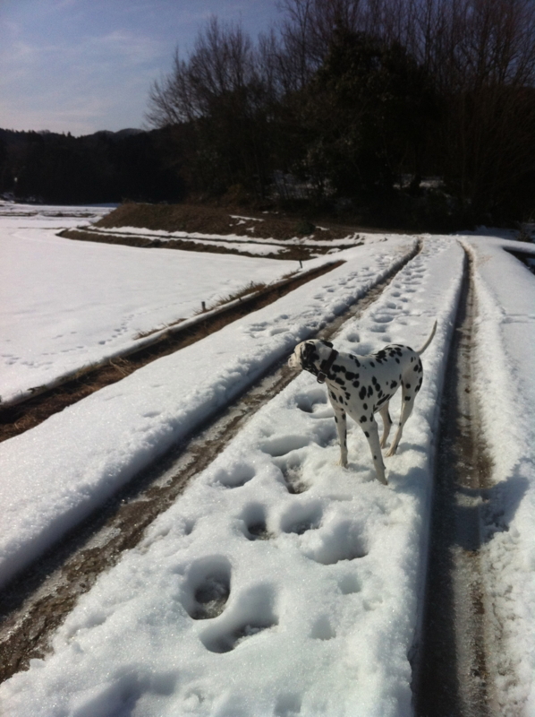 f:id:smoglog:20120217141038j:image