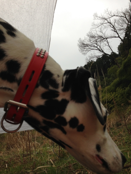 f:id:smoglog:20130331082156j:plain