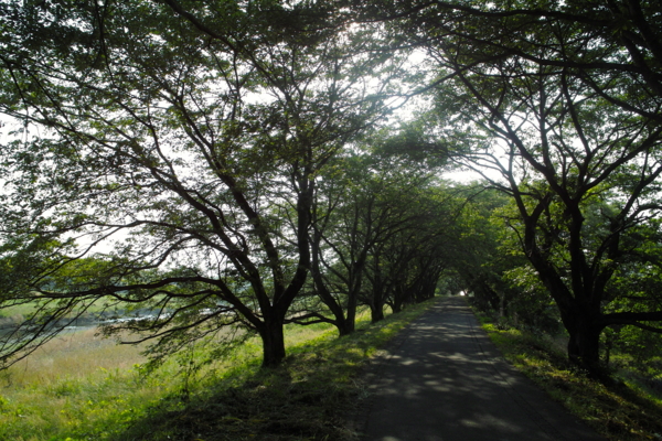 f:id:smoglog:20130524071737j:plain