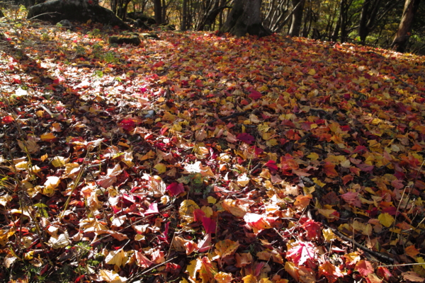 f:id:smoglog:20130825232116j:plain f:id:smoglog:20130825232116j:plain