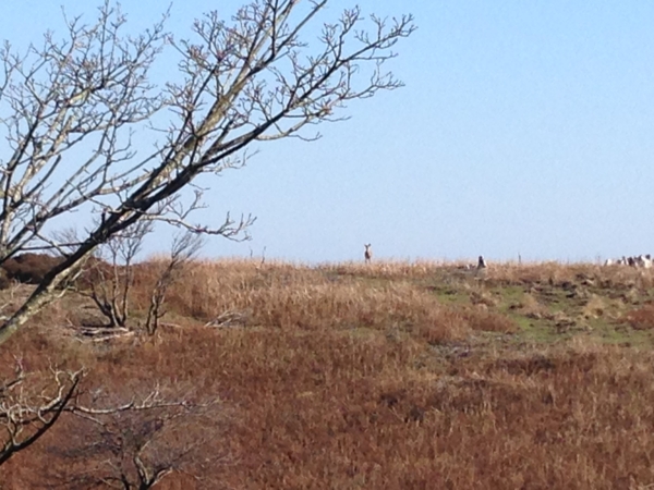 f:id:smoglog:20131105091936j:plain f:id:smoglog:20131105091936j:plain