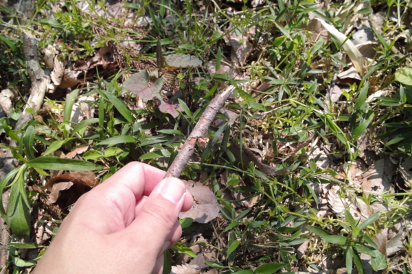 f:id:smoglog:20140420050438j:plain