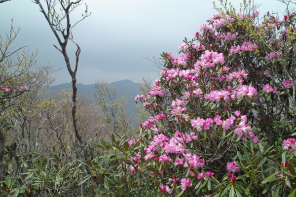 f:id:smoglog:20140428045122j:plain