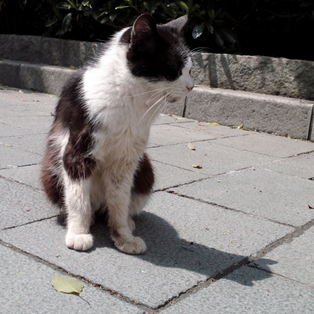 f:id:smoglog:20150415135233j:plain