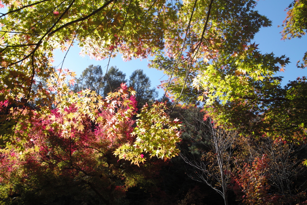 f:id:smoglog:20151031234117j:plain