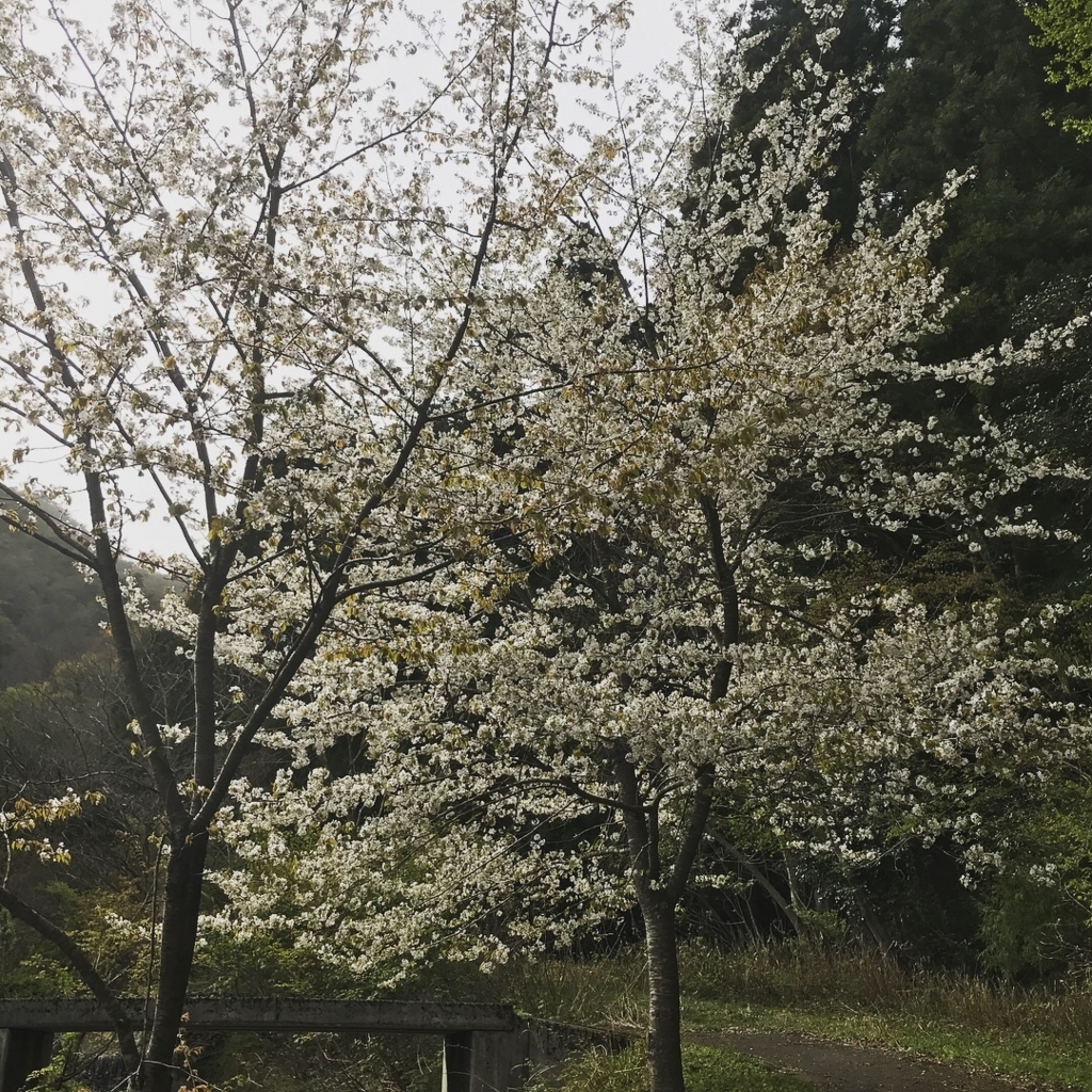 f:id:smoglog:20180416201812j:plain