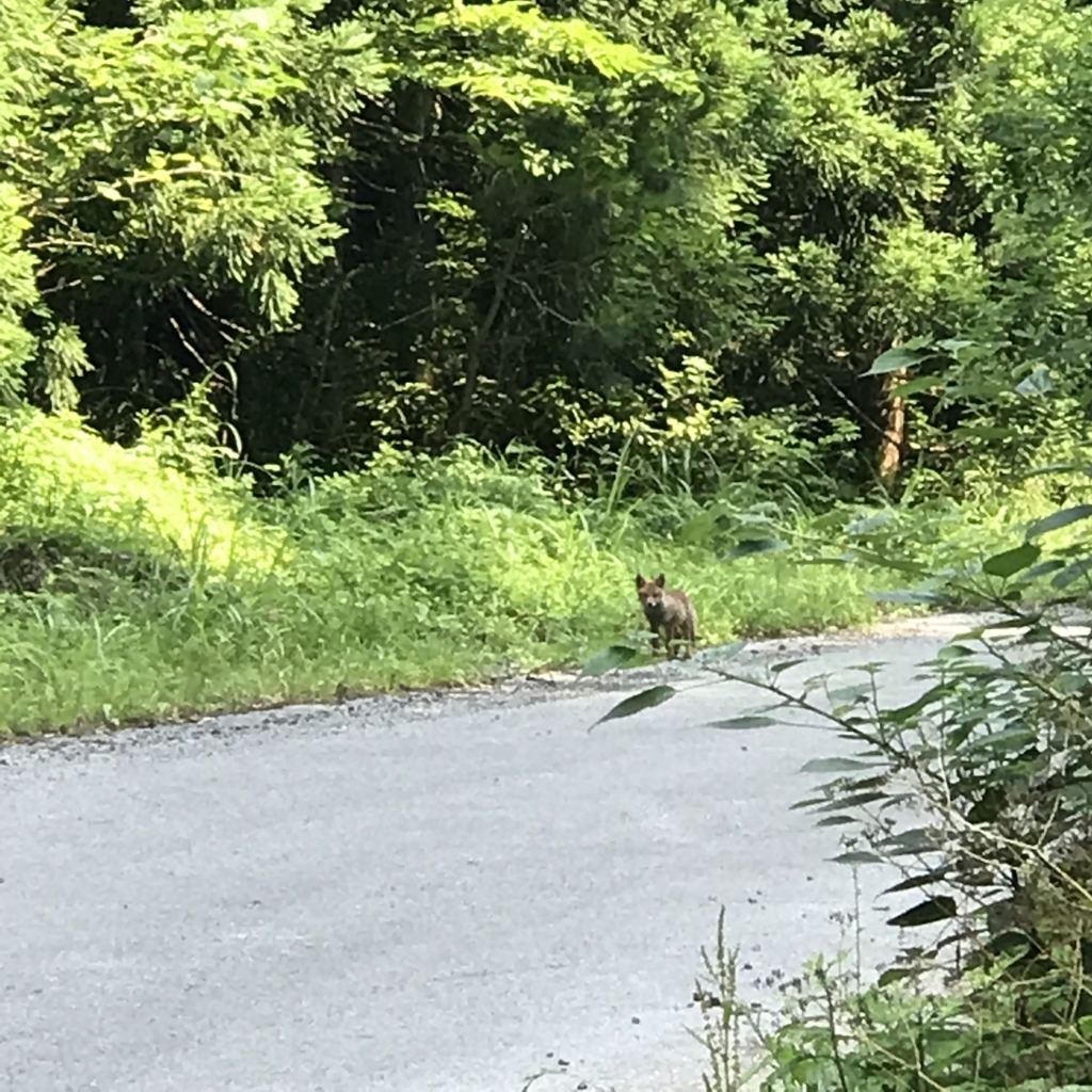 f:id:smoglog:20180625211716j:plain