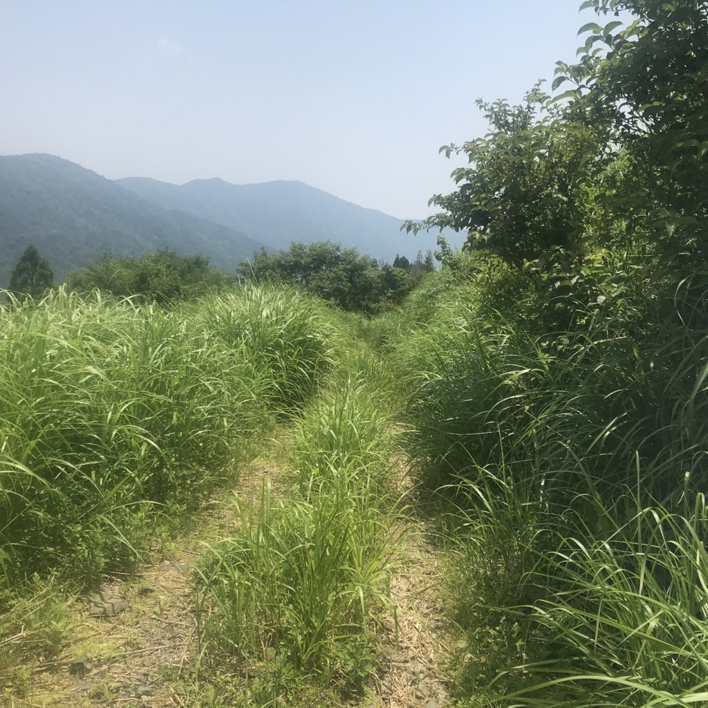 f:id:smoglog:20180625212353j:plain