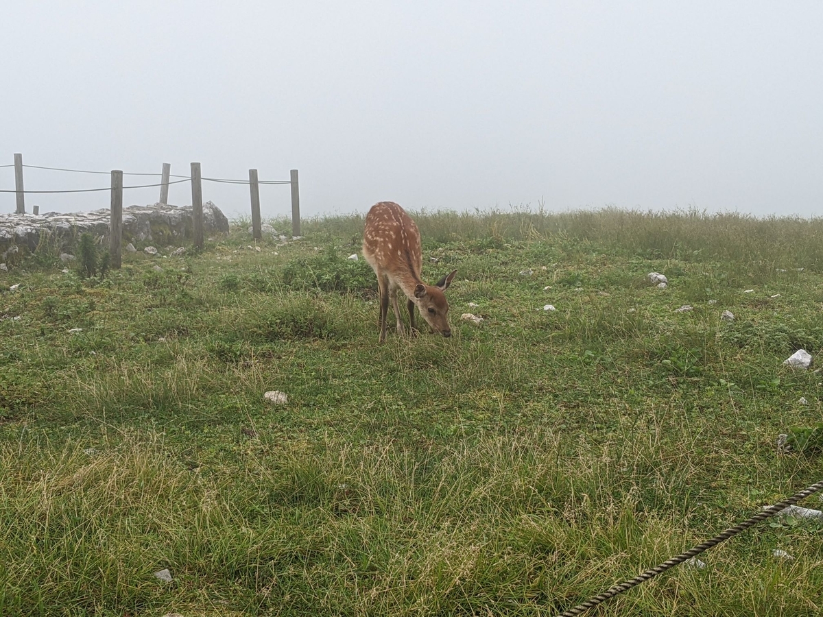 f:id:smoglog:20210801211601j:plain