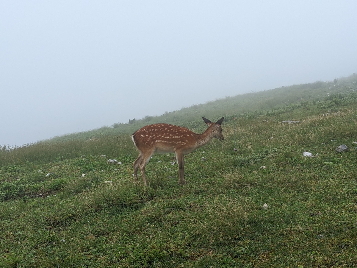 f:id:smoglog:20210801211607j:plain