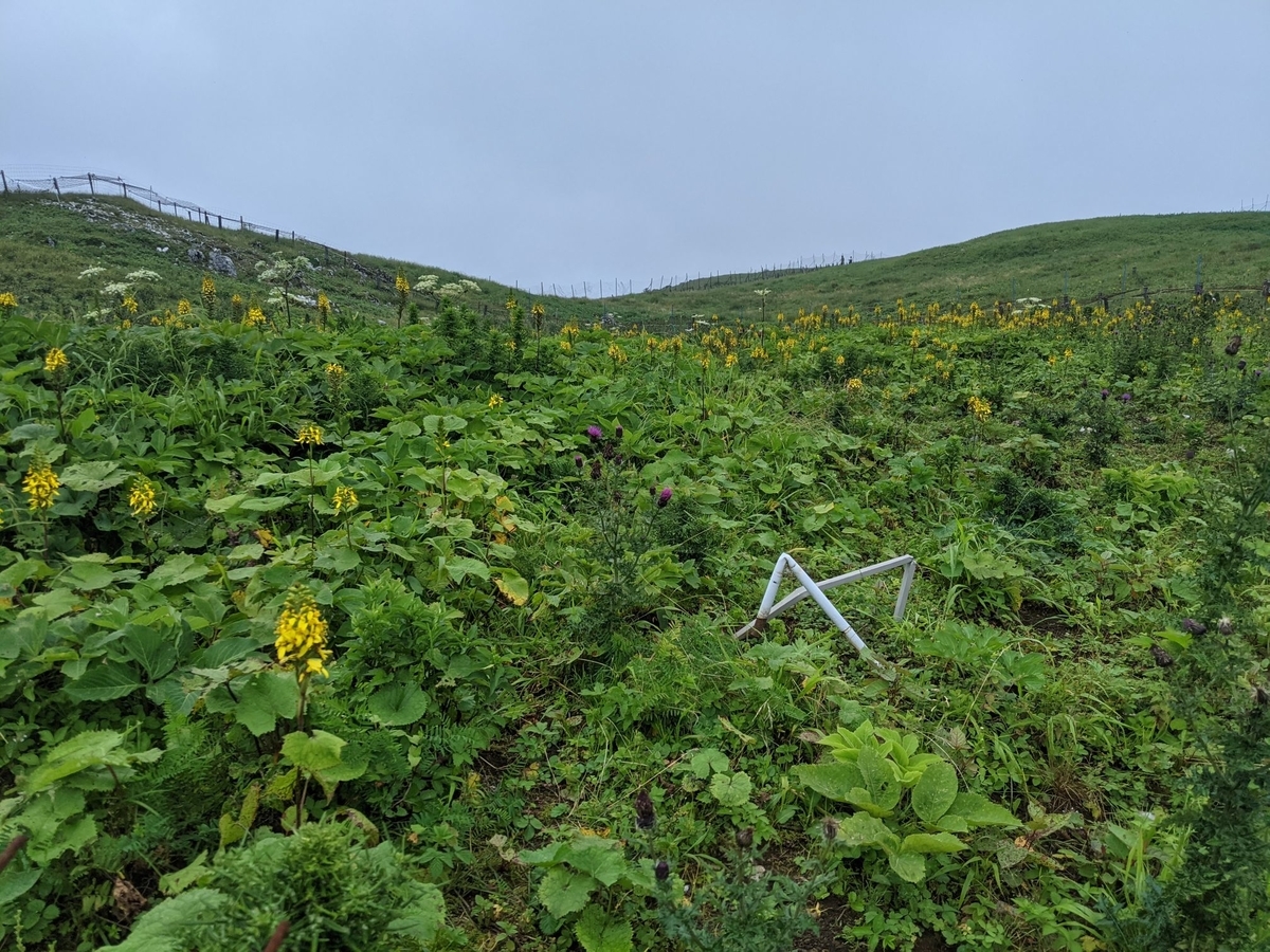 f:id:smoglog:20210801211613j:plain