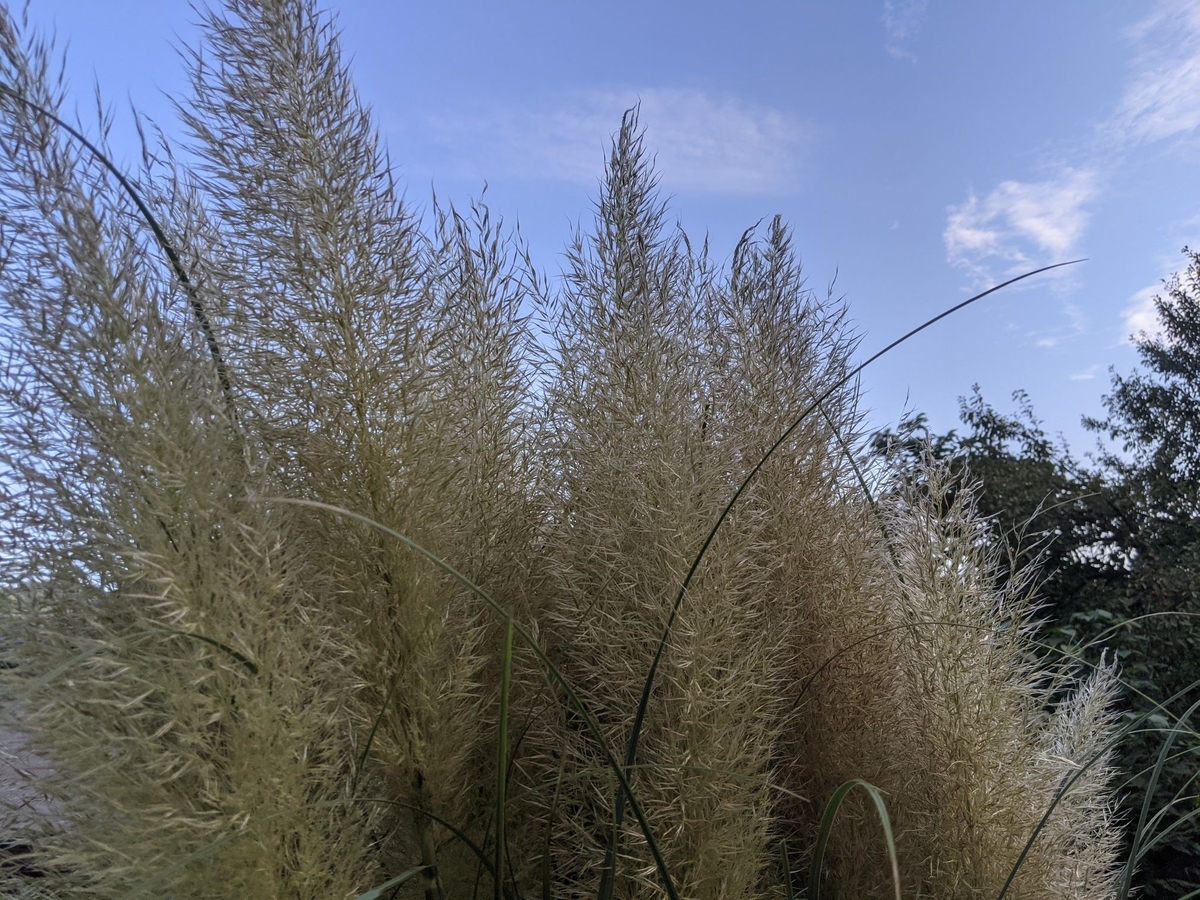 f:id:smoglog:20210827174222j:plain